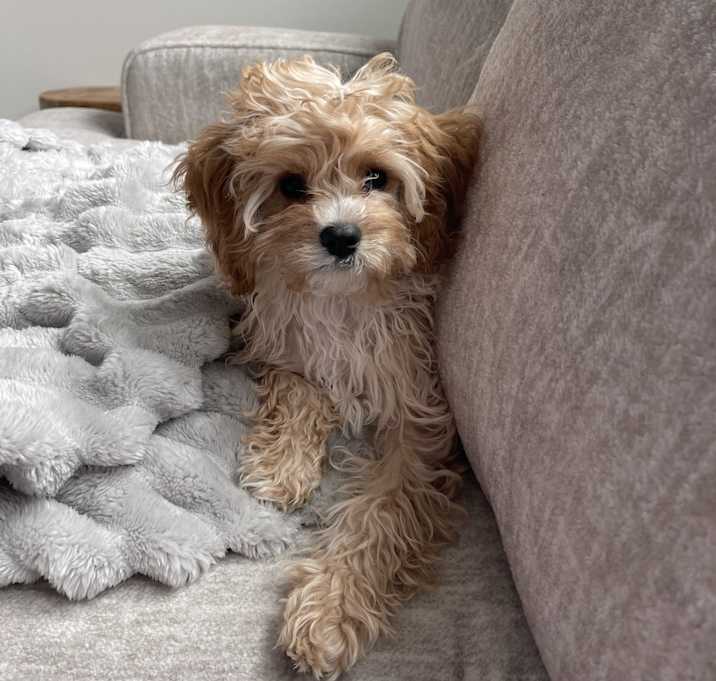Photo of Lucy