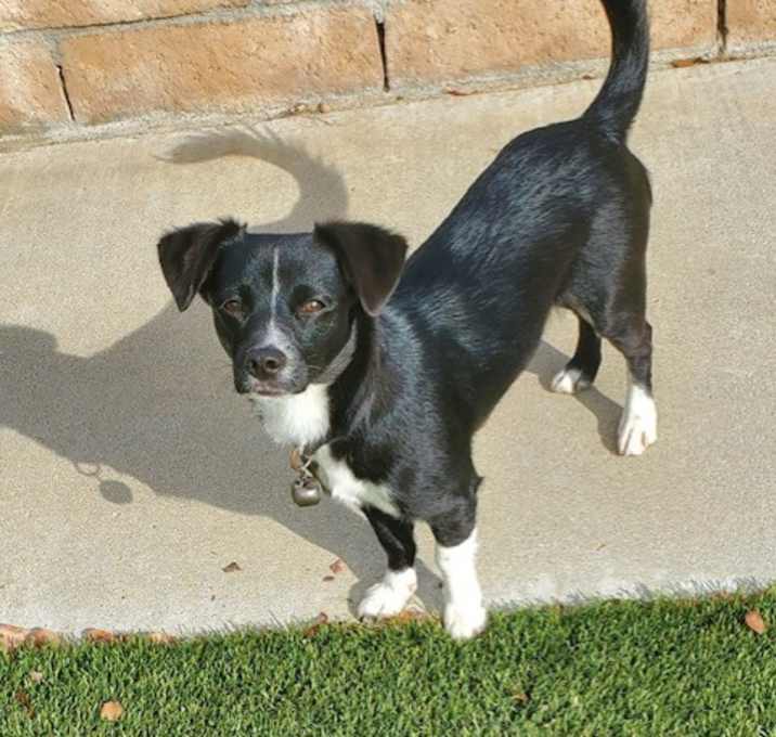 Photo of Pepper