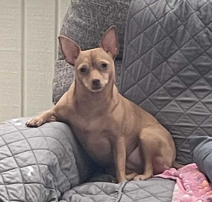 Photo of Sadie