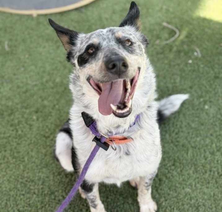 Photo of Spot