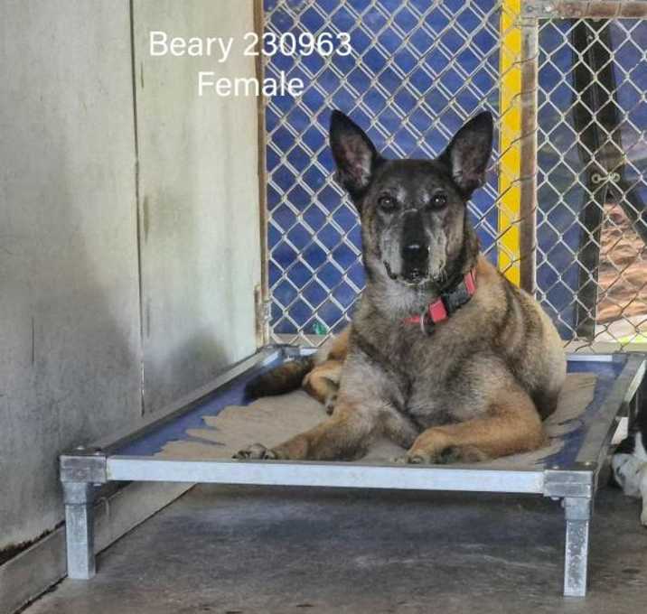 Photo of Beary