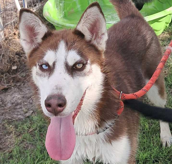 Photo of Ruby Red JuM