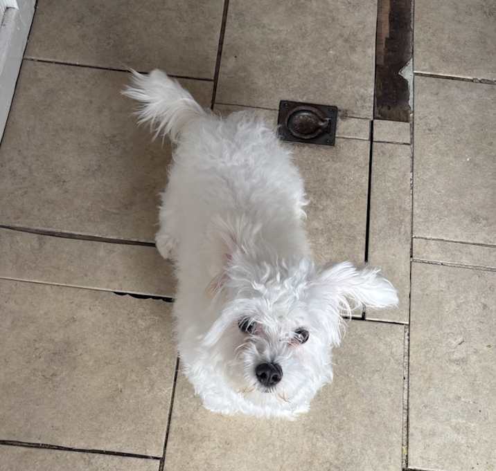Photo of Cosmo