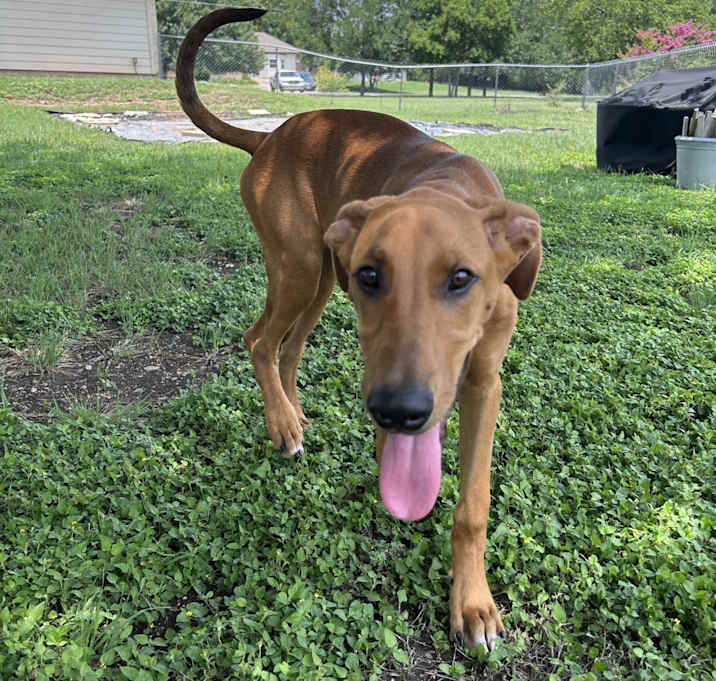Photo of Nala