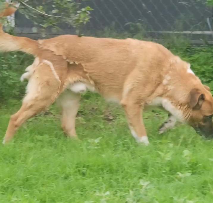 Photo of Loki