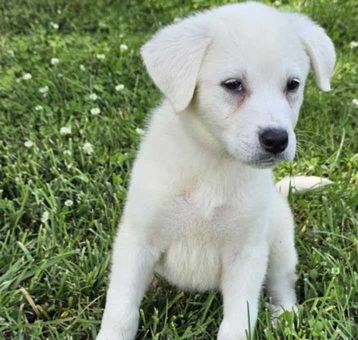 Photo of PUPPY SUNKISS