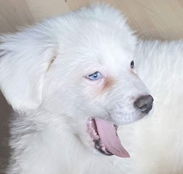 Photo of PUPPY INDIE