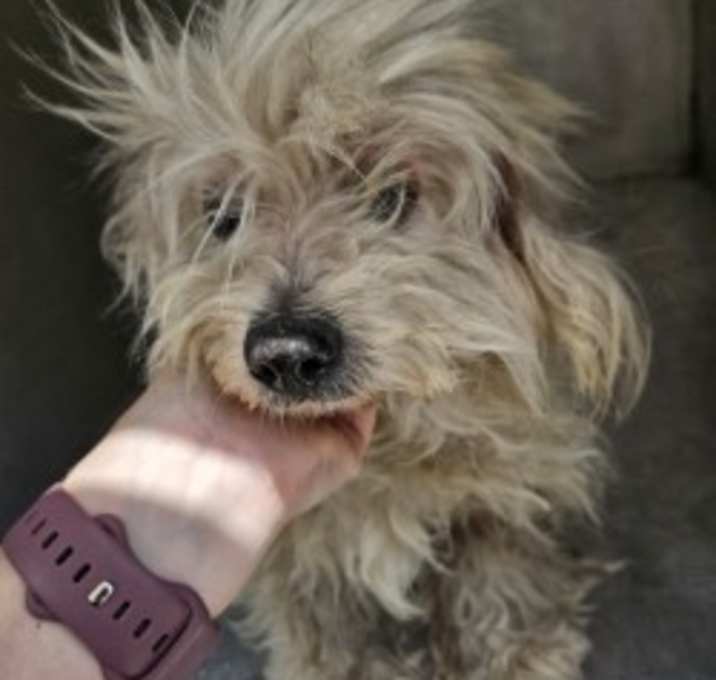 Photo of Bonbon- rescue only