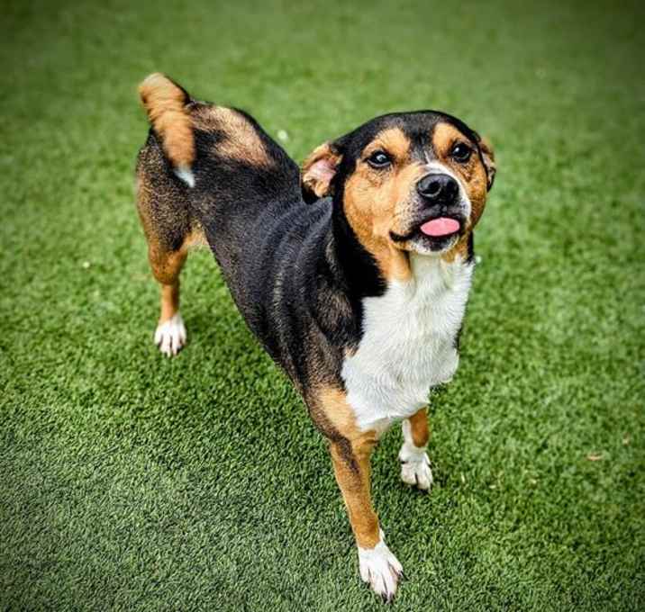 Photo of CHIPPER