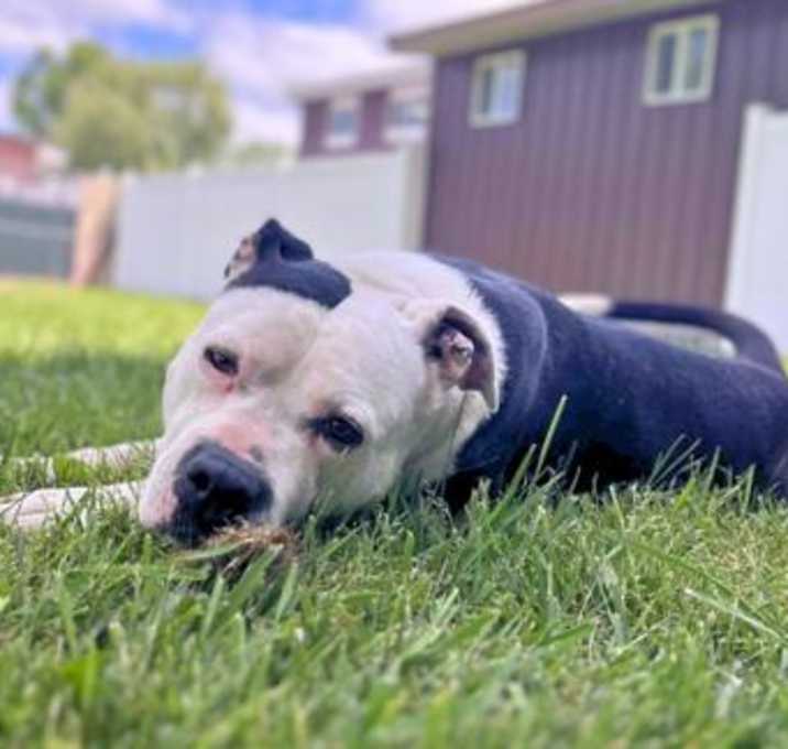 Photo of Poncho