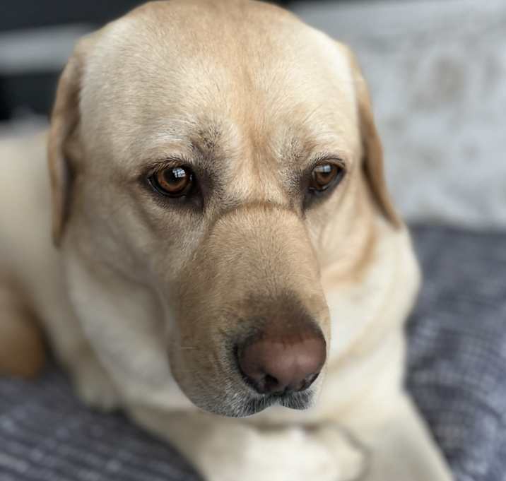 Photo of Phoebe