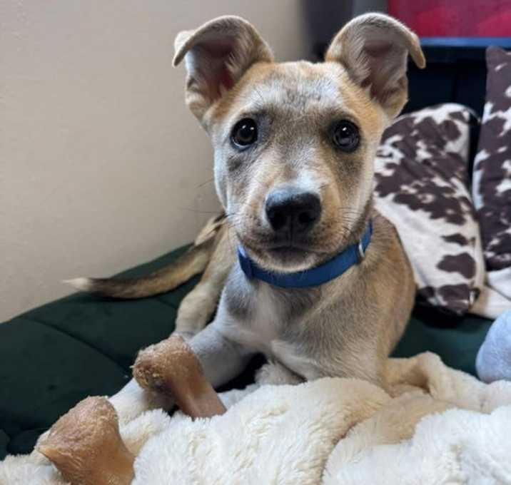 Photo of Chase
