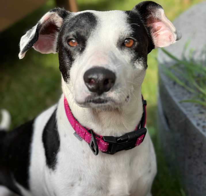 Photo of Spots