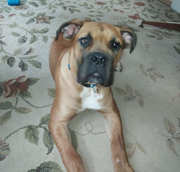 Photo of Cooper