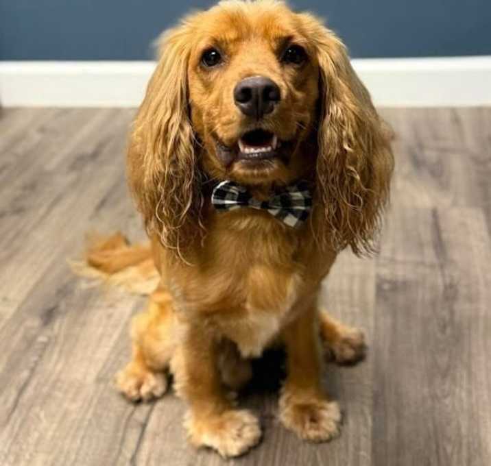Photo of Dash