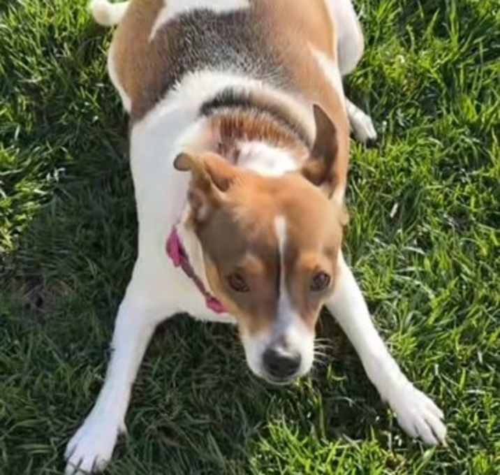 Photo of Gracie