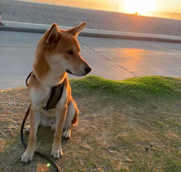 Photo of Bleu