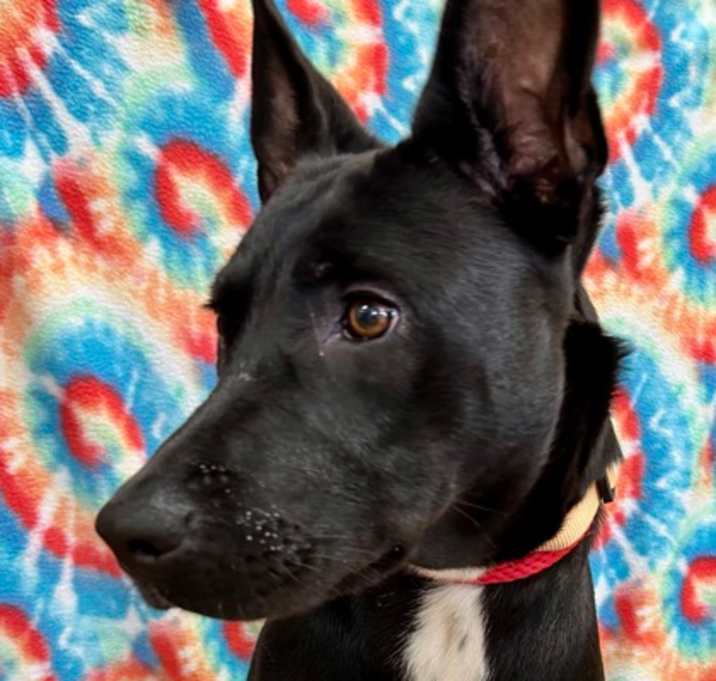 Photo of Prada