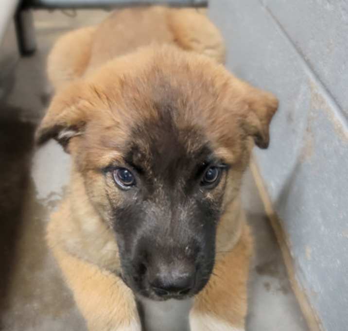 Photo of Buddy