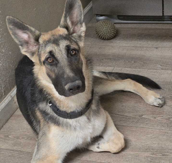 Photo of Moose