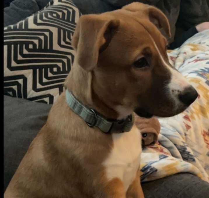 Photo of Gunner