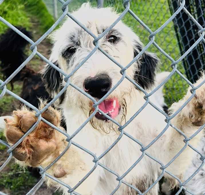 Photo of Snowball