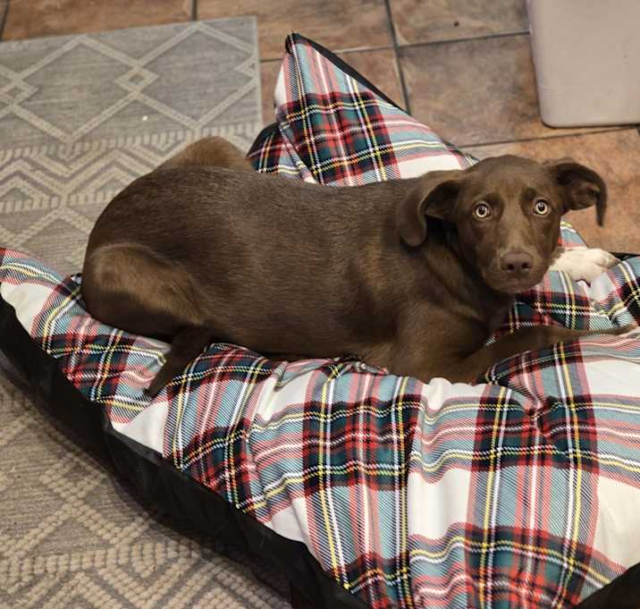 Photo of Dobby