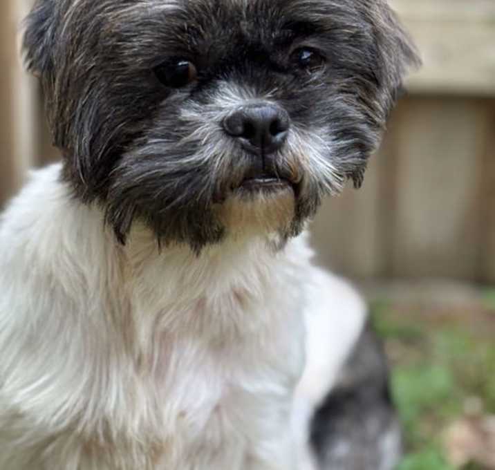 Photo of Oreo