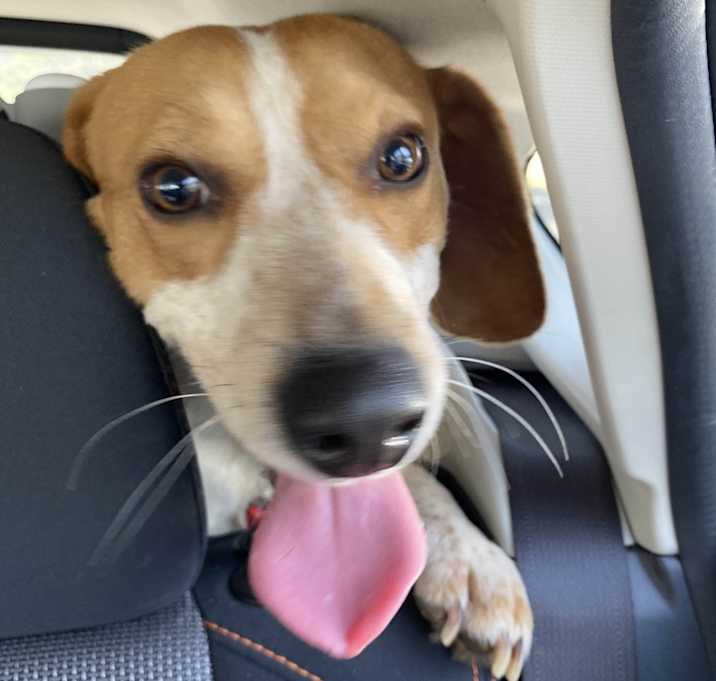Photo of Phineas