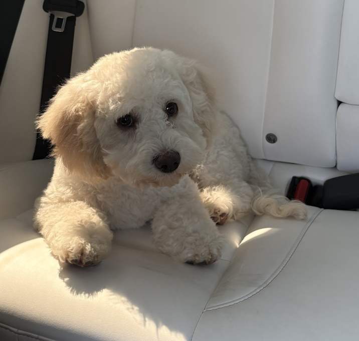 Photo of Rocky