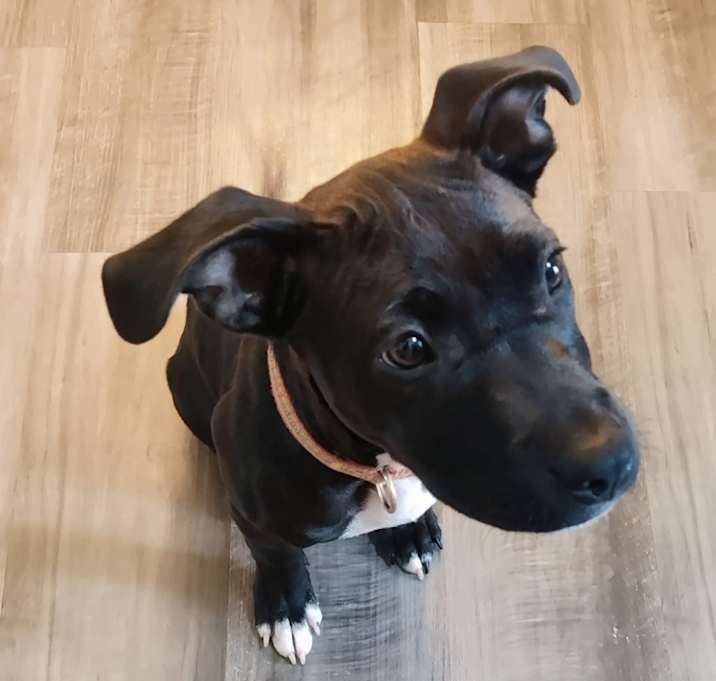 Photo of Rocky