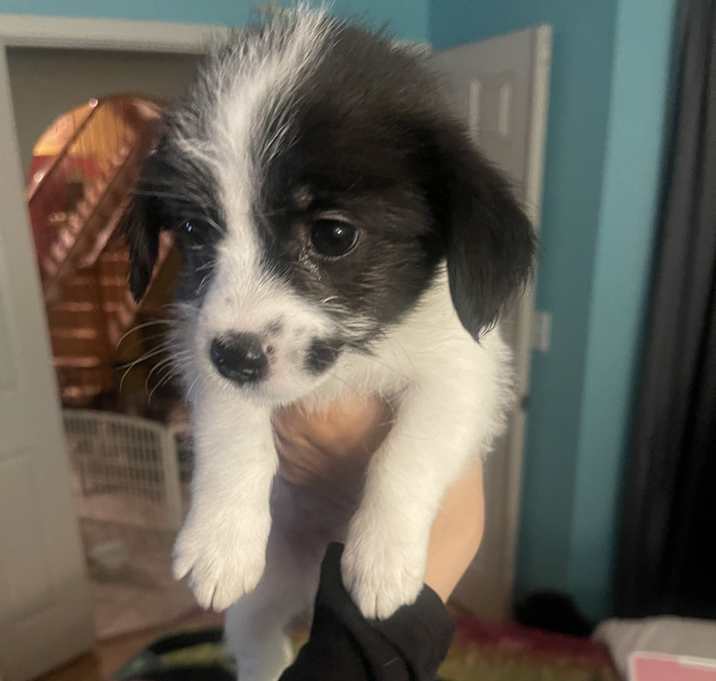 Photo of Snoopy