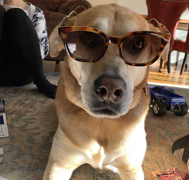 Photo of Chica 🐕