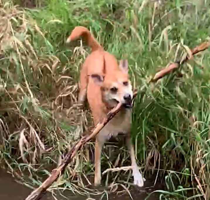 Photo of Chica 🐕