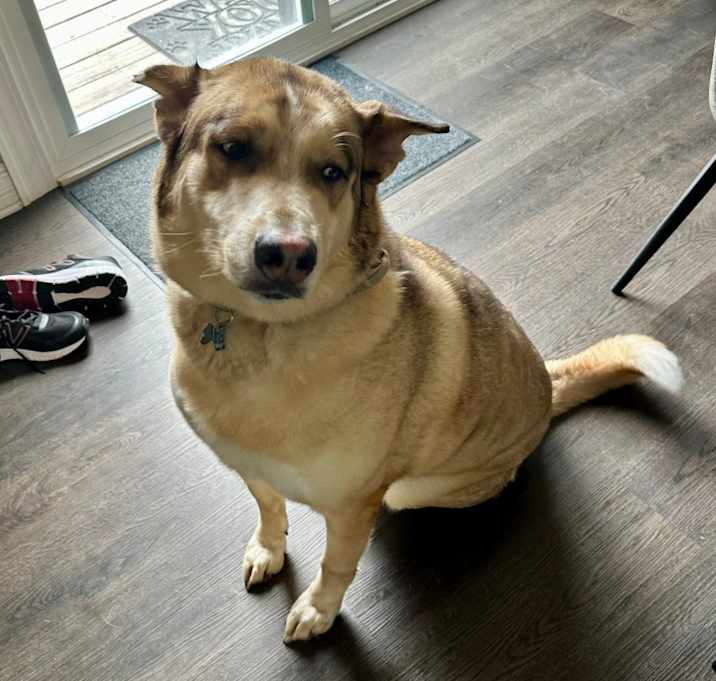 Photo of Loki - Home to Home