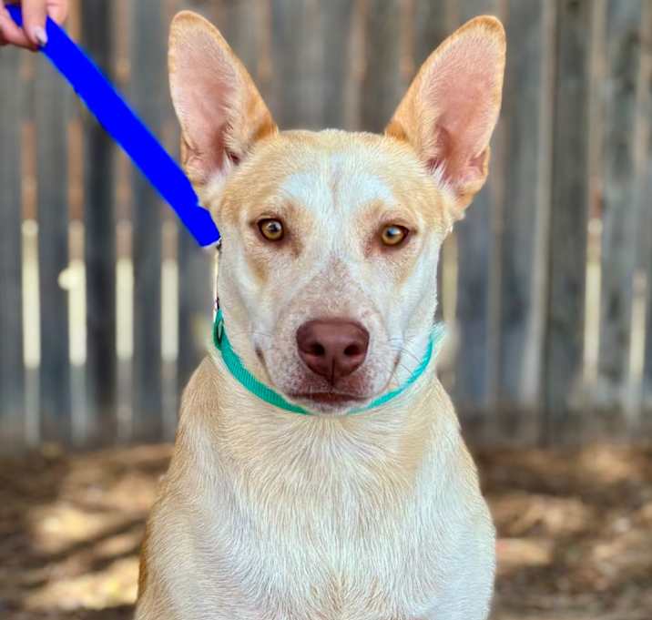Photo of Shiloh