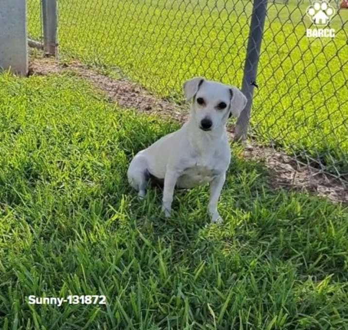 Photo of Boo