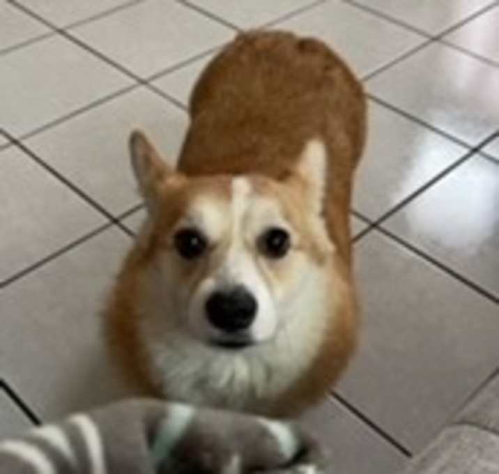 Photo of Luna