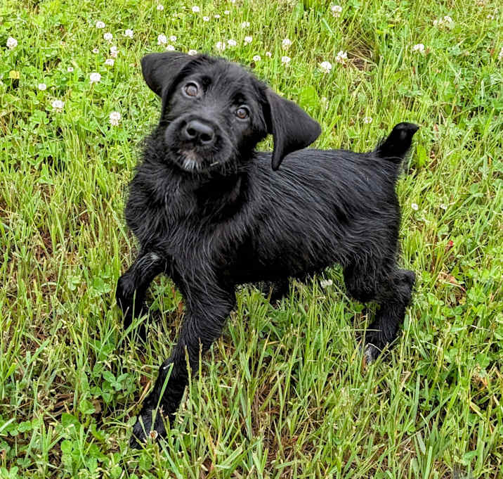 Photo of Elroy