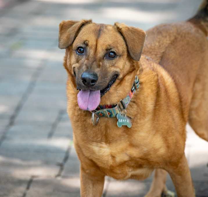 Photo of Moose