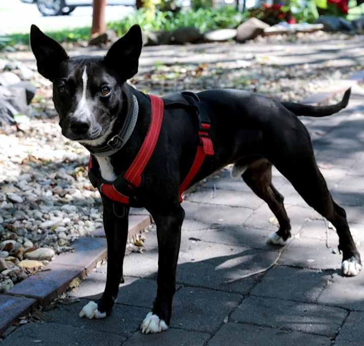 Photo of Milo (MEE-LO)