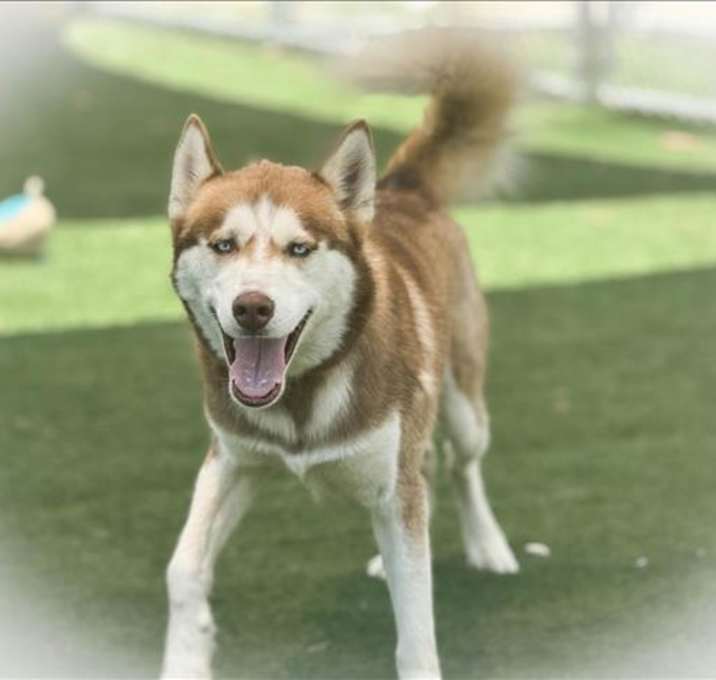 Photo of KODIAK