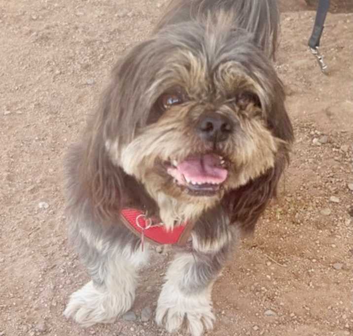 son shih tzu ruidosos