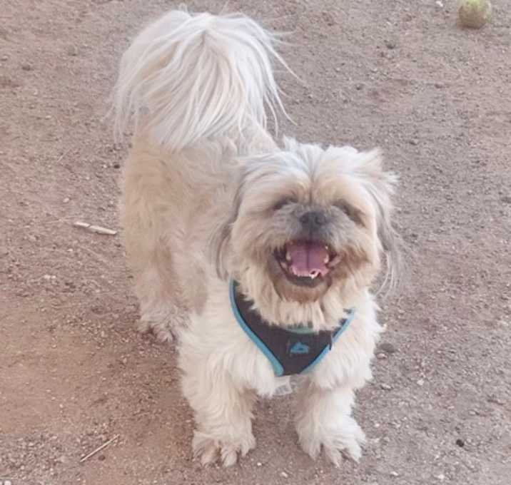 son shih tzu ruidosos