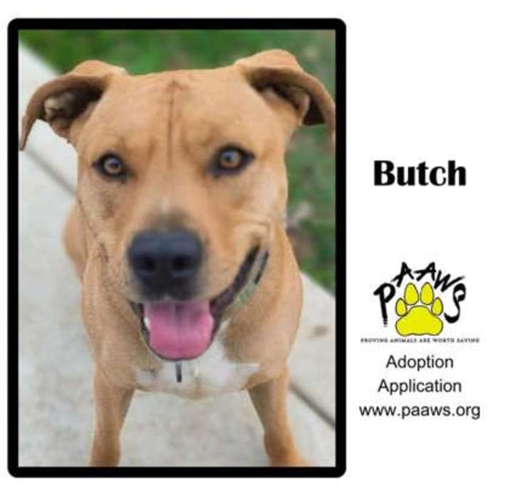 Photo of Butch