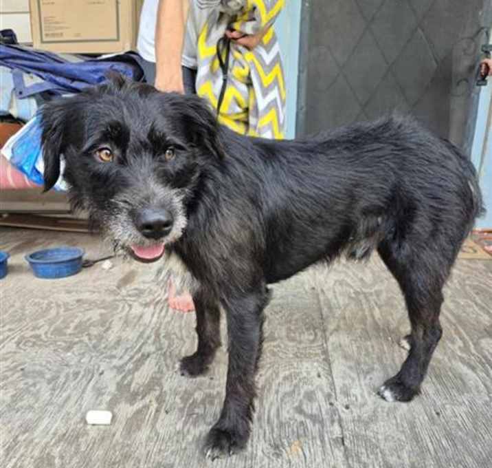 Photo of ANGUS