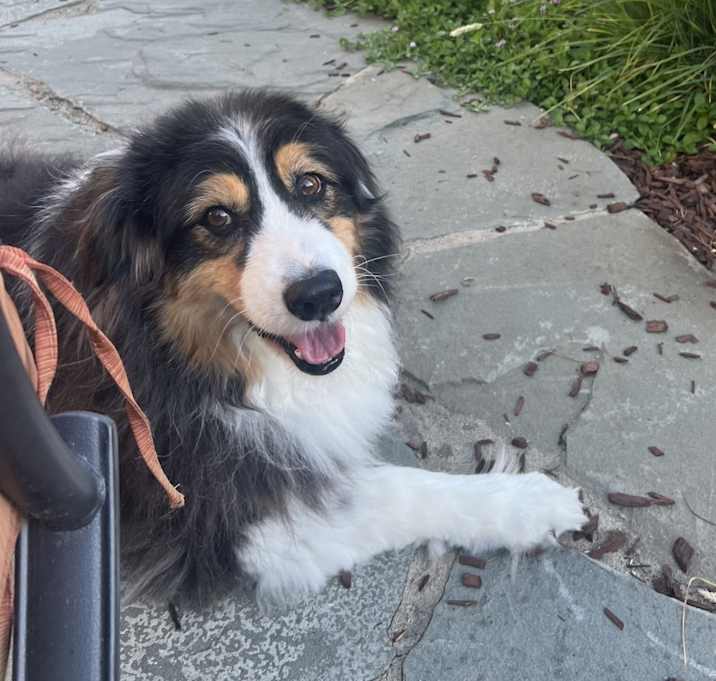 Photo of Olive