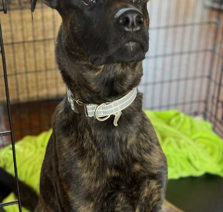 Photo of Marmaduke (Duke)