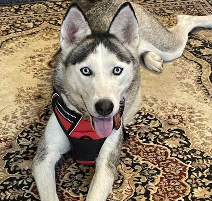 Photo of Shasta