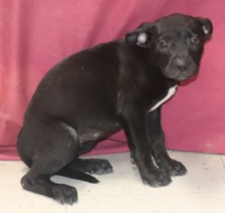 Photo of Bitsy